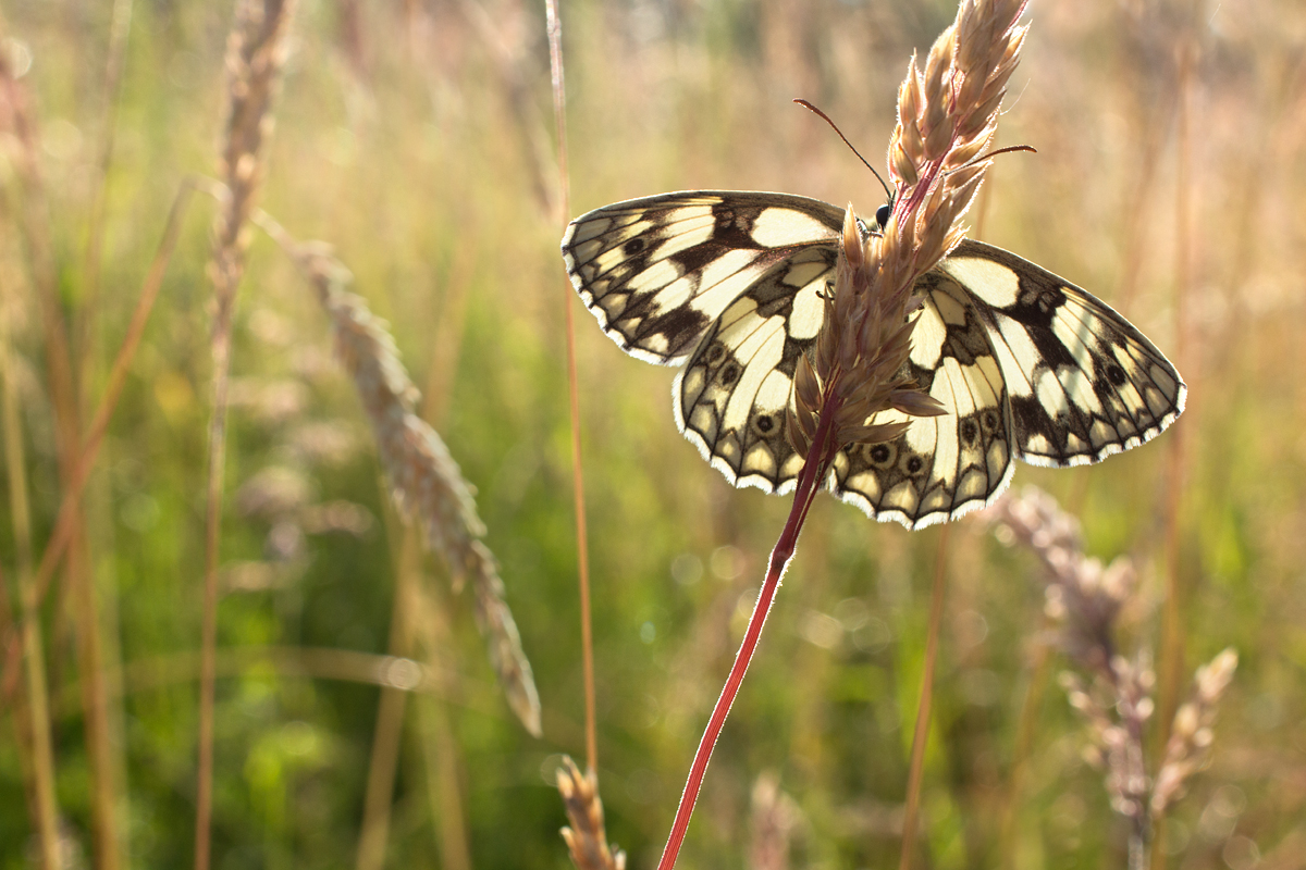 Marbled White wideangle 3